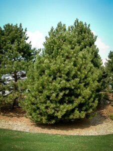 Сосна Чёрная (Pinus Nigra) купить по цене от 270.00р. в интернет-магазине «Посадика» с доставкой почтой в в Туринске и по всей России – [изображение №1].