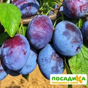 Слива Чачакская ранняя купить по цене от 229.00р. в интернет-магазине «Посадика» с доставкой почтой в в Туринске и по всей России – [изображение №1].