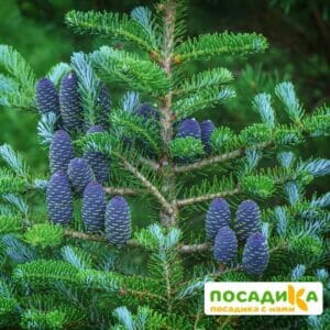 Пихта корейская (Abies koreana) купить по цене от 450.00р. в интернет-магазине «Посадика» с доставкой почтой в в Туринске и по всей России – [изображение №1].