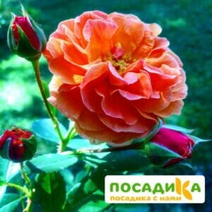 Роза Арабия купить по цене от 350.00р. в интернет-магазине «Посадика» с доставкой почтой в в Туринске и по всей России – [изображение №1].