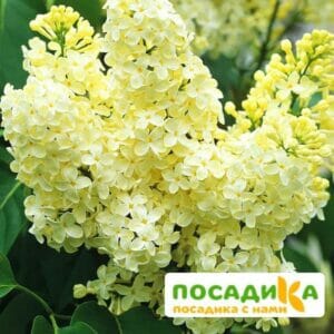 Сирень Примроуз (Primrose) купить по цене от 529.00р. в интернет-магазине «Посадика» с доставкой почтой в в Туринске и по всей России – [изображение №1].