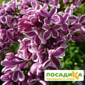 Сирень Сенсация купить по цене от 529.00р. в интернет-магазине «Посадика» с доставкой почтой в в Туринске и по всей России – [изображение №1].