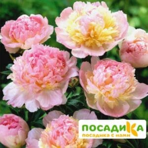 Пион Распберри Сандей (Paeonia Raspberry Sundae) купить по цене от 959р. в интернет-магазине «Посадика» с доставкой почтой в в Туринске и по всей России – [изображение №1].