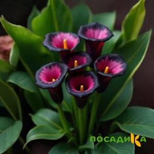 Калла Аура Лейс купить по цене от 400р. в интернет-магазине «Посадика» с доставкой почтой в в Туринске и по всей России – [изображение №1].