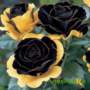 Роза Ханни Сикл купить по цене от 700р. в интернет-магазине «Посадика» с доставкой почтой в в Туринске и по всей России – [изображение №1].