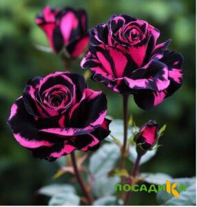 Роза Багровый Шепот купить по цене от 366р. в интернет-магазине «Посадика» с доставкой почтой в в Туринске и по всей России – [изображение №1].
