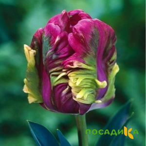 Тюльпан Экзотик Хэвен купить по цене от 186р. в интернет-магазине «Посадика» с доставкой почтой в в Туринске и по всей России – [изображение №1].