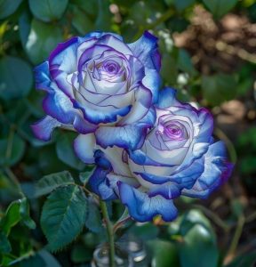 Роза Пэтолз Хоуп купить по цене от 333р. в интернет-магазине «Посадика» с доставкой почтой в в Туринске и по всей России – [изображение №1].