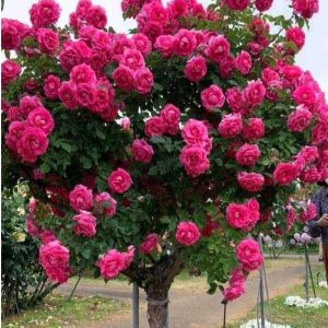 Роза Версаля купить по цене от 232р. в интернет-магазине «Посадика» с доставкой почтой в в Туринске и по всей России – [изображение №1].