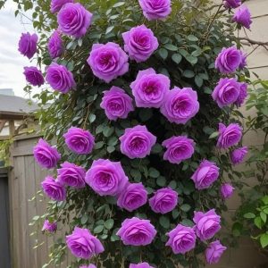 Роза Мистик Уайт купить по цене от 620р. в интернет-магазине «Посадика» с доставкой почтой в в Туринске и по всей России – [изображение №1].