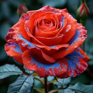 Роза Сикрет Гарден купить по цене от 619р. в интернет-магазине «Посадика» с доставкой почтой в в Туринске и по всей России – [изображение №1].