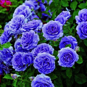 Роза Блю Мун купить по цене от 450р. в интернет-магазине «Посадика» с доставкой почтой в в Туринске и по всей России – [изображение №1].