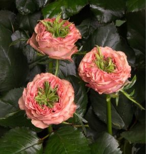 Роза Амбер Инчант купить по цене от 495р. в интернет-магазине «Посадика» с доставкой почтой в в Туринске и по всей России – [изображение №1].