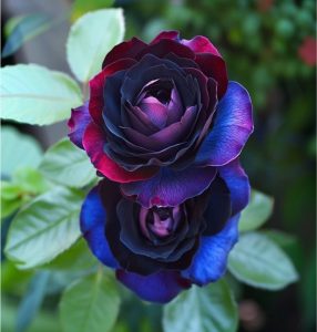 Роза Скарлет Рэвери купить по цене от 489р. в интернет-магазине «Посадика» с доставкой почтой в в Туринске и по всей России – [изображение №1].