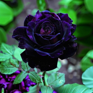 Роза Блэк Пантер купить по цене от 319р. в интернет-магазине «Посадика» с доставкой почтой в в Туринске и по всей России – [изображение №1].