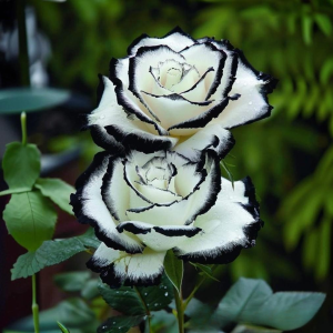 Роза Силк Ивин купить по цене от 319р. в интернет-магазине «Посадика» с доставкой почтой в в Туринске и по всей России – [изображение №1].