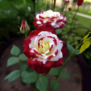 Роза Роял Глом купить по цене от 401р. в интернет-магазине «Посадика» с доставкой почтой в в Туринске и по всей России – [изображение №1].