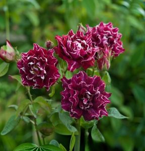 Роза Опаловый Пейзаж купить по цене от 490р. в интернет-магазине «Посадика» с доставкой почтой в в Туринске и по всей России – [изображение №1].