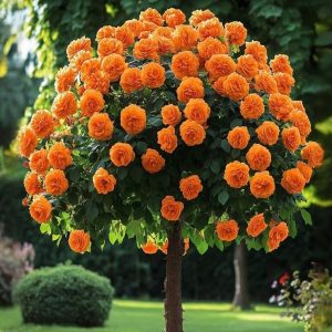 Роза Солнечный Шарм купить по цене от 349р. в интернет-магазине «Посадика» с доставкой почтой в в Туринске и по всей России – [изображение №1].