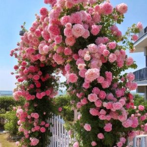 Роза Пастель Розе купить по цене от 605р. в интернет-магазине «Посадика» с доставкой почтой в в Туринске и по всей России – [изображение №1].