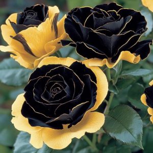 Роза Ханни Сикл купить по цене от 700р. в интернет-магазине «Посадика» с доставкой почтой в в Туринске и по всей России – [изображение №1].