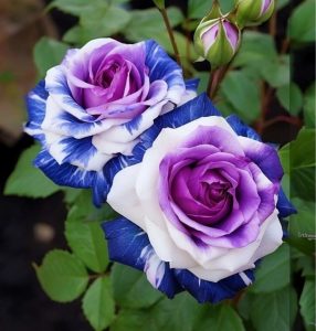 Роза Айвори Каскад купить по цене от 420р. в интернет-магазине «Посадика» с доставкой почтой в в Туринске и по всей России – [изображение №1].