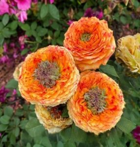 Роза Золотой Мираж купить по цене от 420р. в интернет-магазине «Посадика» с доставкой почтой в в Туринске и по всей России – [изображение №1].