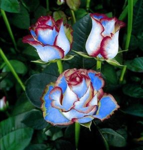 Роза Сафайер Пэтл купить по цене от 450р. в интернет-магазине «Посадика» с доставкой почтой в в Туринске и по всей России – [изображение №1].