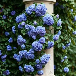 Роза плетистая Блю Перпл купить по цене от 540р. в интернет-магазине «Посадика» с доставкой почтой в в Туринске и по всей России – [изображение №1].